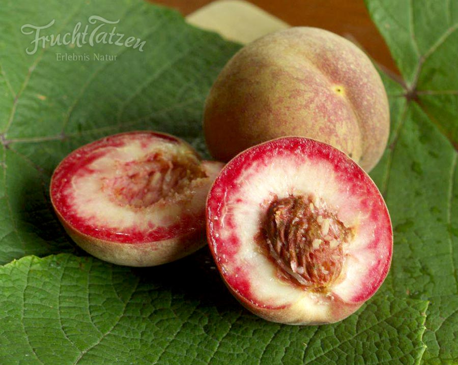 Blutpfirsich - Marmalede und Ansatz