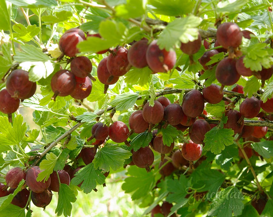 Marmeladenmanufaktur Fruchttatzen - besondere Marmeladen kaufen