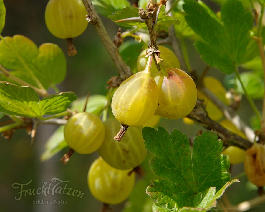 Marmeladenmanufaktur Fruchttatzen - besondere Marmeladen online kaufen